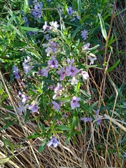 Billardiera cymosa