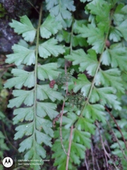Asplenium praemorsum