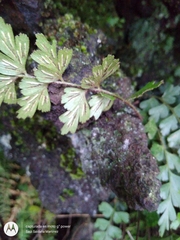 Asplenium praemorsum
