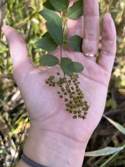 Spiraea alba