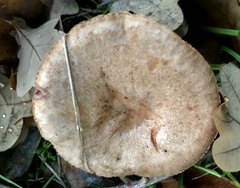 Lactarius quietus