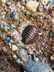 Sypharochiton pelliserpentis