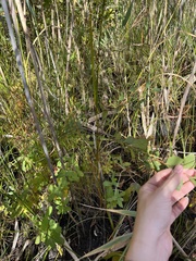 Spiraea alba
