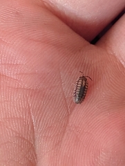 Armadillidium nasatum