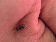 Armadillidium nasatum