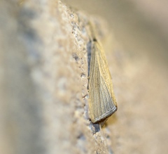 Eoreuma densellus