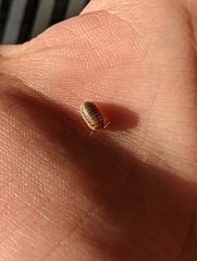 Armadillidium nasatum