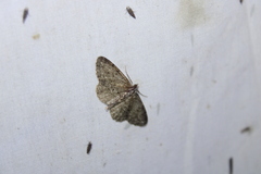 Aethalura intertexta