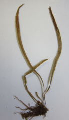 Notogrammitis rawlingsii