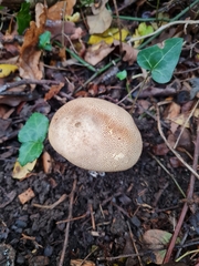 Scleroderma verrucosum