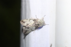Macrurocampa marthesia