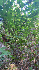 Physocarpus capitatus