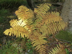 Osmunda claytoniana