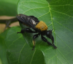 Laphria macquarti