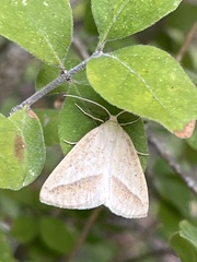 Lychnosea intermicata