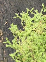 Lophocolea heterophylla