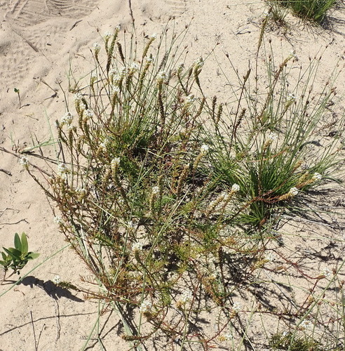 Image of Hebenstretia integrifolia by (c) Nicola van Berkel, some rights reserved (CC BY-SA)