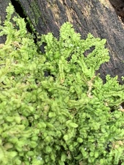 Lophocolea heterophylla