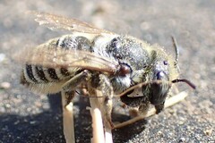 Megachilidae