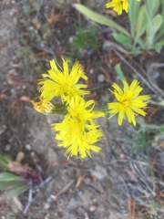 Hieracium scouleri