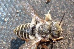Megachilidae