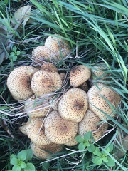 Pholiota terrestris
