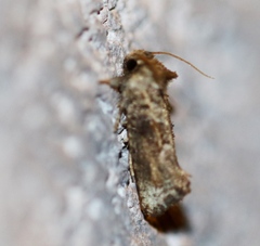 Acrolophus piger