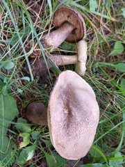 Leccinum duriusculum