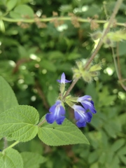 Salvia amarissima