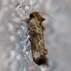 Acrolophus piger