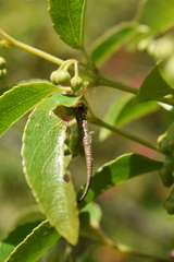 Arctopoda maculosa