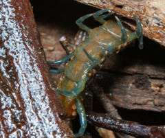 Cormocephalus esulcatus