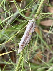 Stagmomantis floridensis