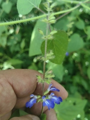 Salvia amarissima