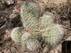 Mammillaria grahamii