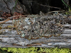 Hypogymnia austerodes