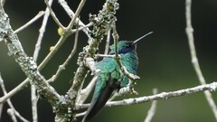 Colibri