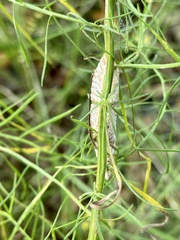 Stagmomantis floridensis