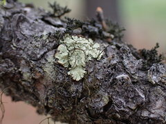 Parmeliopsis ambigua