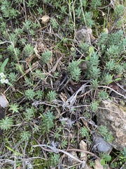 Petrosedum