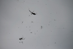 Trichonephila clavipes image