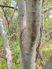 Bursera coyucensis
