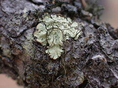 Parmeliopsis ambigua