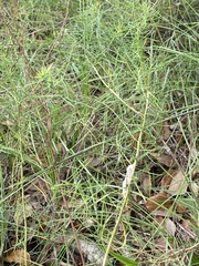 Stagmomantis floridensis
