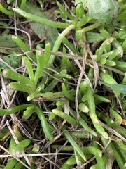 Disphyma crassifolium