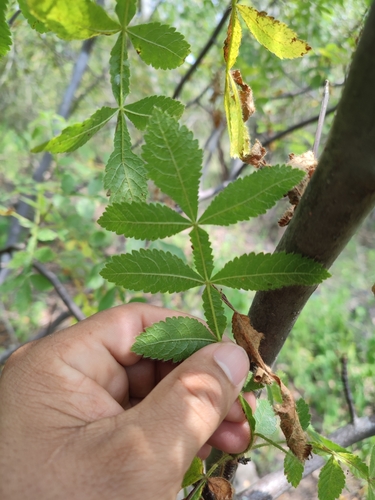 Bursera coyucensis Bullock 3