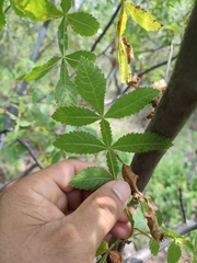 Bursera coyucensis