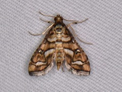 Hileithia magualis