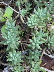 Petrosedum