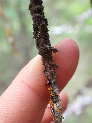 Melanelixia subaurifera